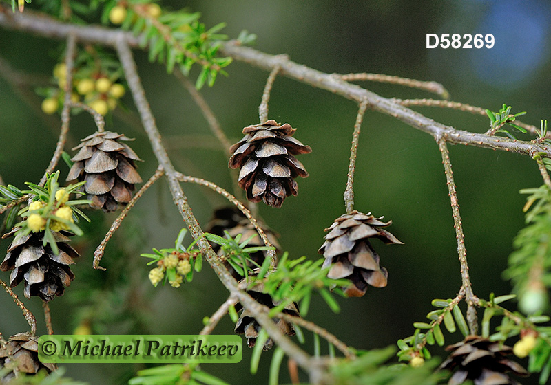 Eastern Hemlock (Tsuga canadensis)